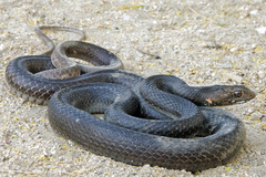 Masticophis fuliginosus