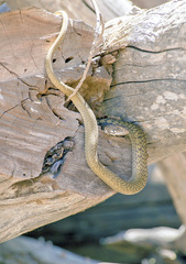 Masticophis fuliginosus
