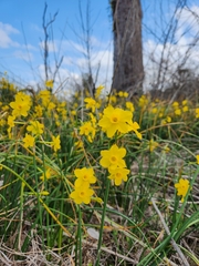 Narcissus jonquilla