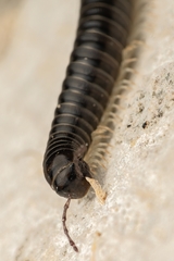 Tachypodoiulus niger