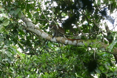 Cercopithecus ascanius whitesidei