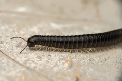 Tachypodoiulus niger