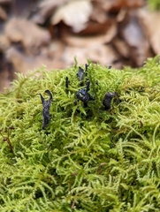 Xylaria hypoxylon