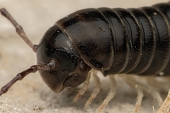Tachypodoiulus niger