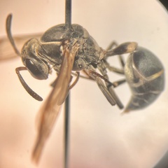 Mischocyttarus pallidipectus