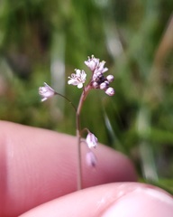 Thysanocarpus curvipes