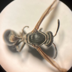 Mischocyttarus pallidipectus