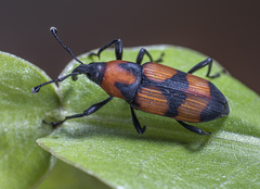 Rhodobaenus nigripes