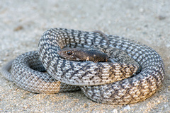 Masticophis fuliginosus