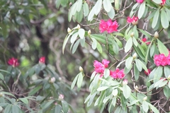 Rhododendron ponticum