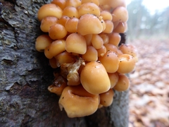 Flammulina