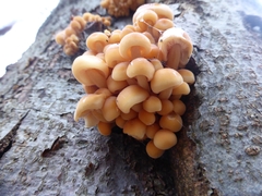 Flammulina