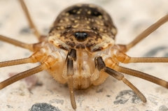 Amilenus aurantiacus