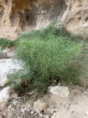 Ferula