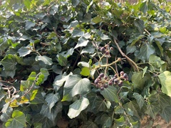 Hedera helix