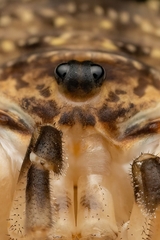 Amilenus aurantiacus