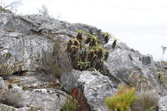 Aloe arborescens