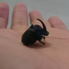 Phanaeus furiosus
