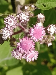 Urolepis hecatantha