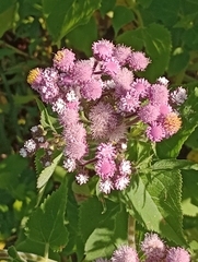 Urolepis hecatantha
