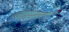 Pseudupeneus prayensis