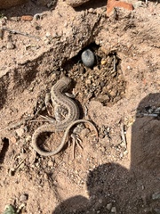 Acanthodactylus boskianus