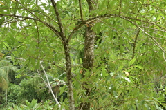 Citharexylum myrianthum