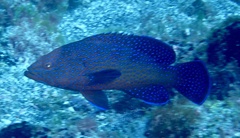 Cephalopholis taeniops