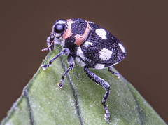 Copturus aurivillianus