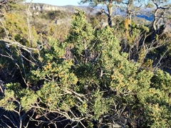 Juniperus phoenicea