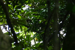 Cercopithecus ascanius whitesidei