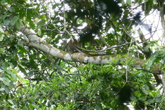 Cercopithecus ascanius whitesidei