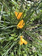 Crocus flavus