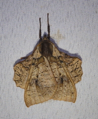 Desmoloma chironomus