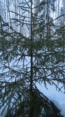 Picea obovata