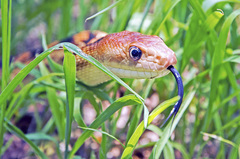 Pituophis vertebralis