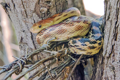Pituophis vertebralis
