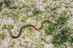 Pituophis vertebralis