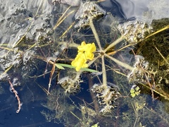 Utricularia inflata