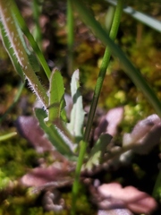 Thysanocarpus curvipes