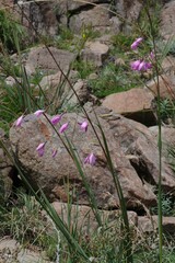 Dierama pulcherrimum