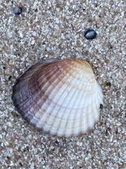 Acanthocardia tuberculata