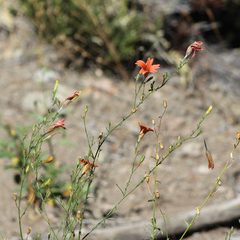 Salpiglossis sinuata