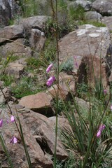 Dierama pulcherrimum