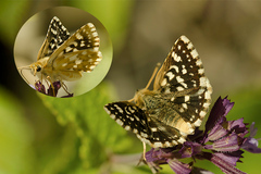 Spialia phlomidis