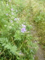 Erodium ciconium