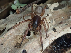 Segestriidae