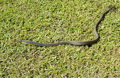 Phrynonax poecilonotus