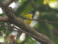 Todirostrum chrysocrotaphum