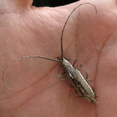 Neoptychodes trilineatus